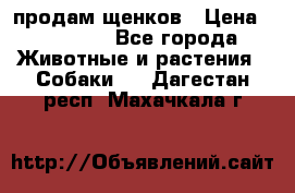 продам щенков › Цена ­ 15 000 - Все города Животные и растения » Собаки   . Дагестан респ.,Махачкала г.